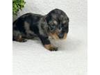 Dachshund Puppy for sale in Dallas, TX, USA