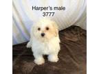 Maltese Puppy for sale in Fairbury, IL, USA