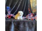Poodle (Toy) Puppy for sale in Lewisburg, WV, USA