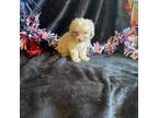 Poodle (Toy) Puppy for sale in Lewisburg, WV, USA