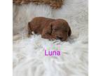 Mutt Puppy for sale in Chuckey, TN, USA