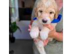 Mutt Puppy for sale in Wagener, SC, USA