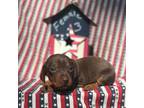 Dachshund Puppy for sale in Mitchell, GA, USA