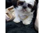 Shih Tzu Puppy for sale in Benton City, MO, USA