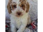 Cavalier King Charles Spaniel Puppy for sale in Merritt Island, FL, USA