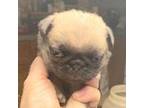Pug Puppy for sale in Cadiz, KY, USA