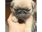 Pug Puppy for sale in Cadiz, KY, USA