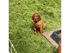 Irish Setter Puppy for sale in Lorimor, IA, USA
