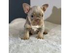 French Bulldog Puppy for sale in Redmond, OR, USA