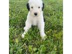 Cavapoo Puppy for sale in Wabash, IN, USA