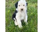 Old English Sheepdog Puppy for sale in Wabash, IN, USA