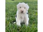 Old English Sheepdog Puppy for sale in Wabash, IN, USA