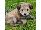 Mutt Puppy for sale in Alexandria, MN, USA