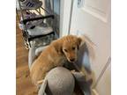 Golden Retriever Puppy for sale in Somersworth, NH, USA