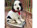 English Springer Spaniel Puppy for sale in Cookeville, TN, USA