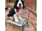 English Springer Spaniel Puppy for sale in Cookeville, TN, USA
