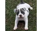 Olde Bulldog Puppy for sale in Jonesboro, GA, USA
