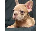 French Bulldog Puppy for sale in Jacksonville, TX, USA