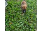Boxer Puppy for sale in Port Saint Lucie, FL, USA