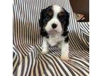 Cavalier King Charles Spaniel Puppy for sale in Mannford, OK, USA
