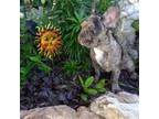 French Bulldog Puppy for sale in Kane, IL, USA