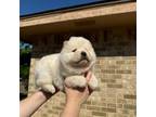 Chow Chow Puppy for sale in Austin, TX, USA