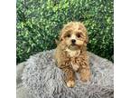 Shih-Poo Puppy for sale in Kannapolis, NC, USA