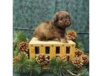 Schnauzer (Miniature) Puppy for sale in Bay Minette, AL, USA