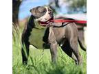 Olde Bulldog Puppy for sale in Clovis, NM, USA