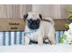 Pug Puppy for sale in Clare, MI, USA