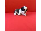 Shih Tzu Puppy for sale in Chesnee, SC, USA