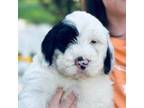 Mutt Puppy for sale in Pendleton, SC, USA