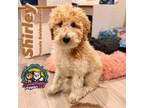 Goldendoodle Puppy for sale in Victorville, CA, USA
