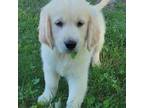 Golden Retriever Puppy for sale in Perry, MO, USA