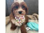 Cavapoo Puppy for sale in Tampa, FL, USA
