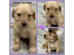 Mutt Puppy for sale in Keyser, WV, USA