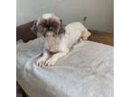 Shih Tzu Puppy for sale in Topeka, IN, USA