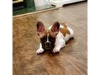 French Bulldog Puppy for sale in Freehold, NJ, USA