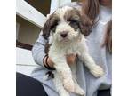 English Springer Spaniel Puppy for sale in Tenino, WA, USA