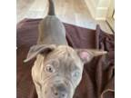 American Pit Bull Terrier Puppy for sale in Port Richey, FL, USA