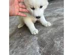 Siberian Husky Puppy for sale in Xenia, OH, USA
