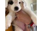 Saint Bernard Puppy for sale in Las Vegas, NV, USA