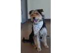 Chewie, Terrier (unknown Type, Medium) For Adoption In Apple Valley, California