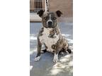 Topaz, American Pit Bull Terrier For Adoption In Apple Valley, California