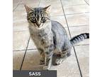 Sass, Domestic Shorthair For Adoption In Toronto, Ontario