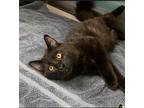 Mr. Meowscles, Domestic Mediumhair For Adoption In Raleigh, North Carolina