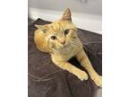 Marley, Domestic Shorthair For Adoption In Greater Napanee, Ontario