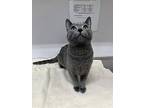 Mystic, Domestic Shorthair For Adoption In Greater Napanee, Ontario