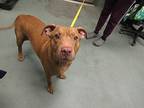 Kino, American Staffordshire Terrier For Adoption In Raleigh, North Carolina
