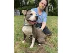 Diamond, American Staffordshire Terrier For Adoption In Raleigh, North Carolina